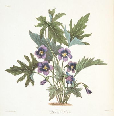 Palmate Leaved Violet, from Floral Illustrations of the Seasons by Margaret Roscoe